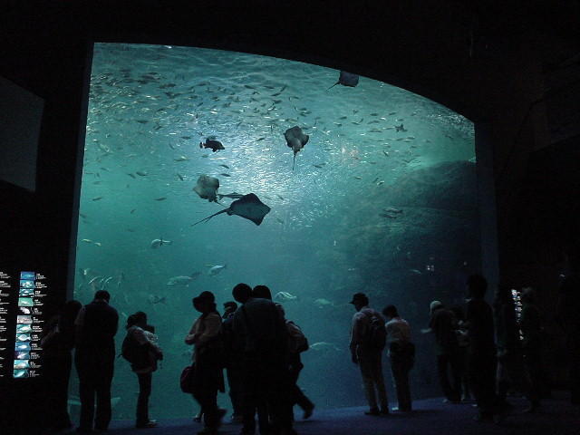 江ノ島水族館 大水槽