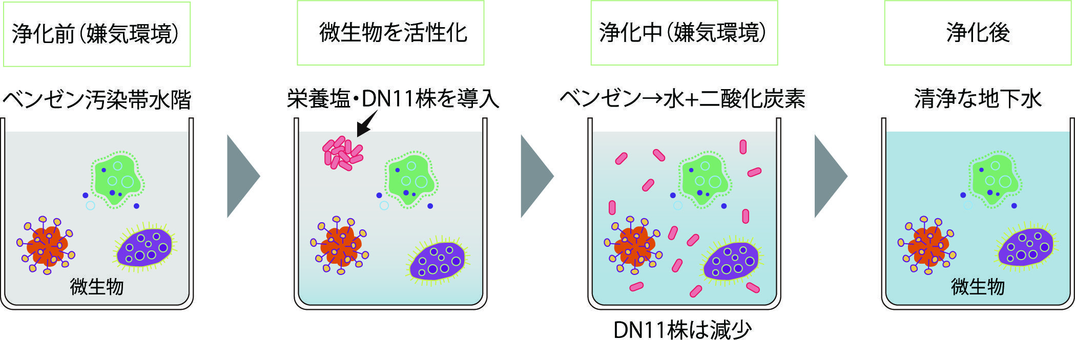 DN11株によるベンゼン汚染地下水の浄化イメージ図