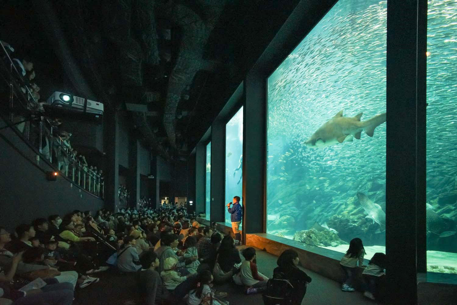 直天井化した外洋大水槽ホール