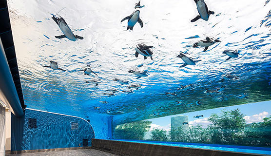 サンシャイン水族館 ～天空のペンギン～